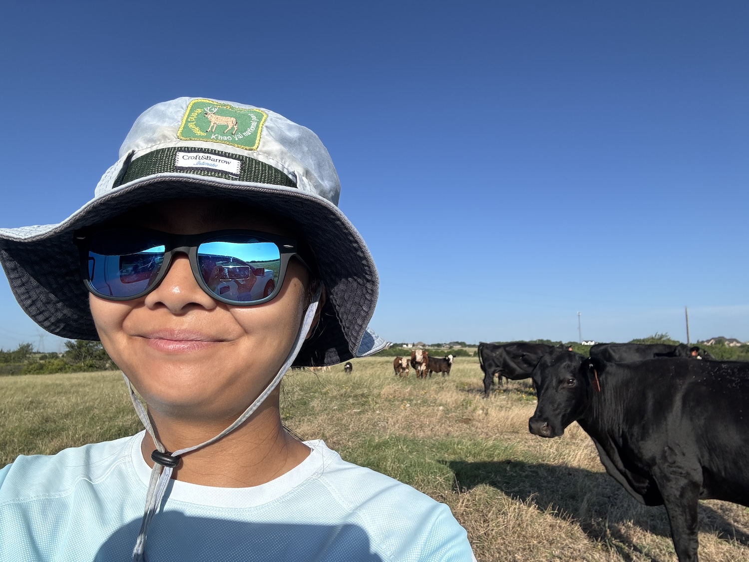 researcher standing next to cows