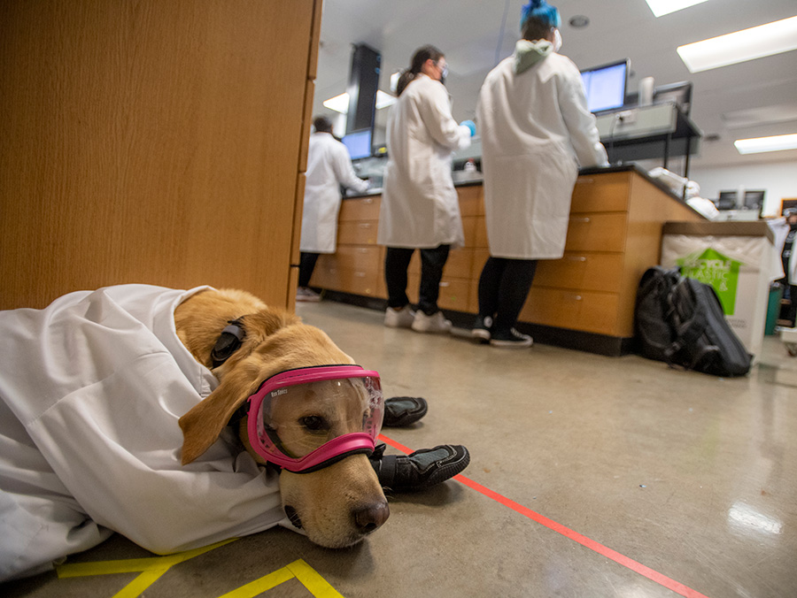 Zink joined up with Buddy two years ago, about the same time she toured UNT and found the College of Science program was the right fit for her. 